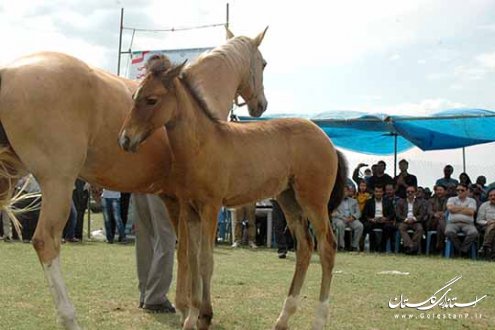 جشنواره اسب اصیل ترکمن در روستای صوفیان کلاله برگزار شد