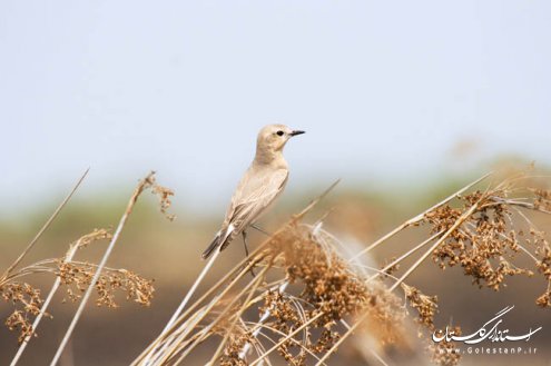 شبه جزیره میانکاله