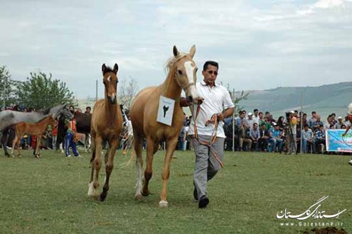 جشنواره اسب اصیل ترکمن در روستای صوفیان کلاله برگزار شد