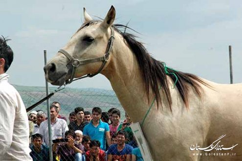 جشنواره اسب اصیل ترکمن در روستای صوفیان کلاله برگزار شد