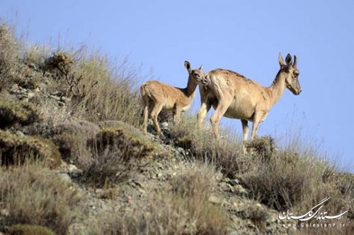 بازدید استاندار گلستان از اداره کل محیط زیست استان و دیدار با کارکنان