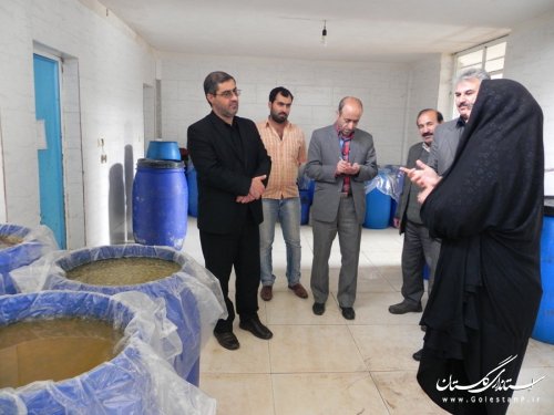 فرآوری سالانه 100 تن زیتون در یک کارگاه کوچک در مینودشت