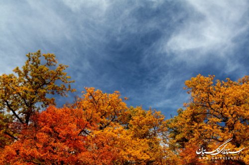 پاییز هزار رنگ گلستان از نگاه دوربین داود عامری