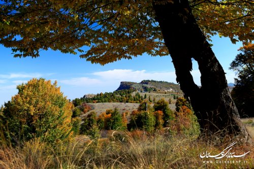 پاییز هزار رنگ گلستان از نگاه دوربین داود عامری