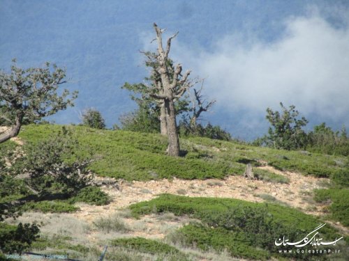 زیبایی های منطقه حفاظت شده جهان نما شهرستان کردکوی