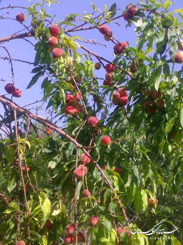 طبیعت کم نظیر روستای سایر