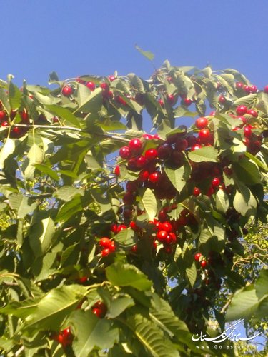 طبیعت کم نظیر روستای سایر