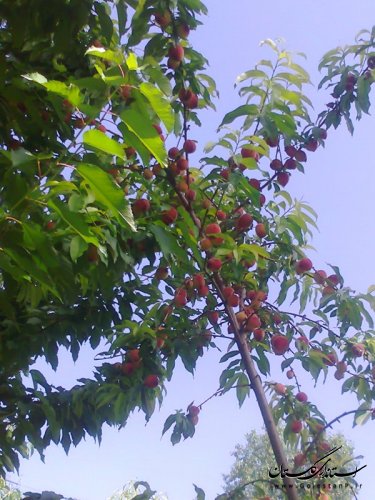 طبیعت کم نظیر روستای سایر