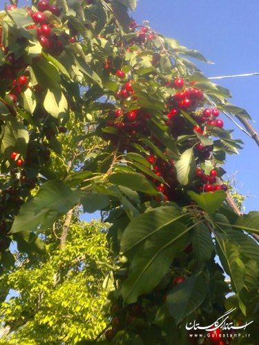 طبیعت کم نظیر روستای سایر