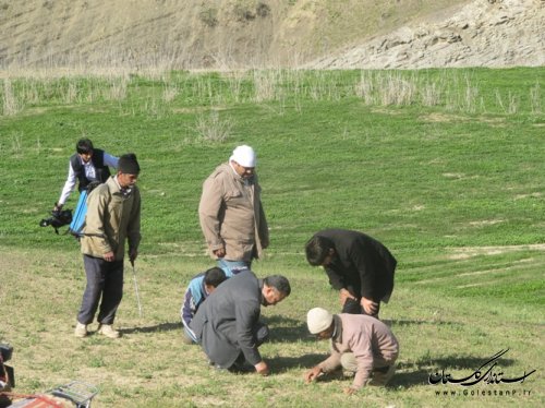 بازدید فرماندار مراوه تپه از طرح مبارزه با ملخ