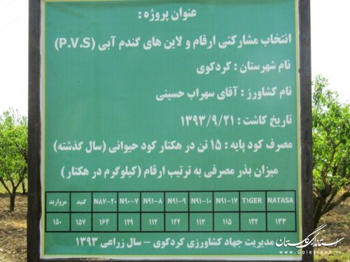 بازدید استاندار از طرح کشاورزی "انتخاب مشارکتی ارقام گندم آبی استان" در کردکوی
