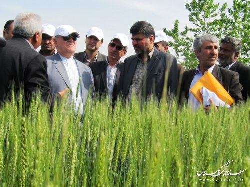 بازدید استاندار از طرح کشاورزی "انتخاب مشارکتی ارقام گندم آبی استان" در کردکوی
