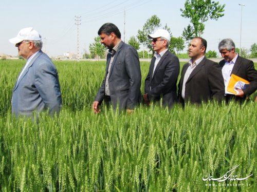 بازدید استاندار از طرح کشاورزی "انتخاب مشارکتی ارقام گندم آبی استان" در کردکوی