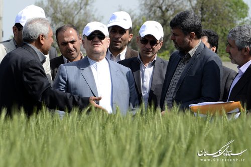 بازدید استاندار از طرح کشاورزی "انتخاب مشارکتی ارقام گندم آبی استان" در کردکوی