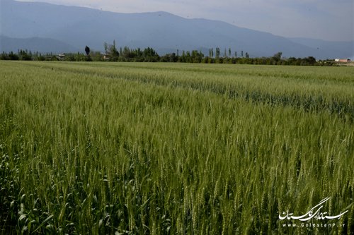 بازدید استاندار از طرح کشاورزی "انتخاب مشارکتی ارقام گندم آبی استان" در کردکوی