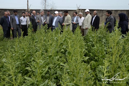 بازدید استاندار از طرح کشاورزی "انتخاب مشارکتی ارقام گندم آبی استان" در کردکوی