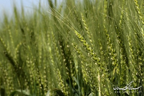 بازدید استاندار از طرح کشاورزی "انتخاب مشارکتی ارقام گندم آبی استان" در کردکوی
