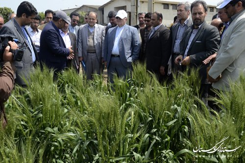 بازدید استاندار از طرح کشاورزی "انتخاب مشارکتی ارقام گندم آبی استان" در کردکوی