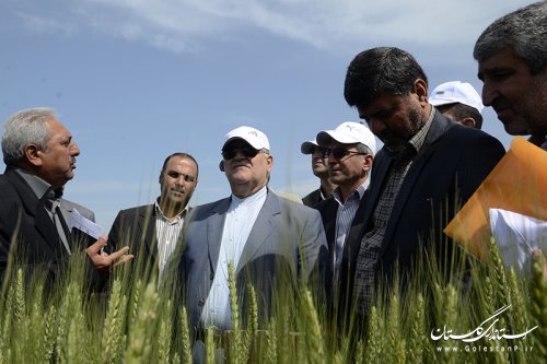 بازدید استاندار از طرح کشاورزی "انتخاب مشارکتی ارقام گندم آبی استان" در کردکوی