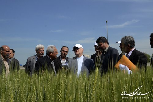 بازدید استاندار از طرح کشاورزی "انتخاب مشارکتی ارقام گندم آبی استان" در کردکوی