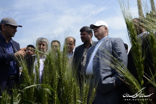 بازدید استاندار از طرح کشاورزی "انتخاب مشارکتی ارقام گندم آبی استان" در کردکوی