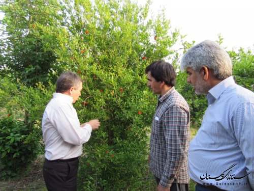 بازدید فرماندار گمیشان از باغ انار در روستای آرخ بزرگ 