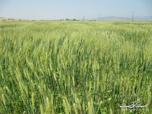 حفاظت از منابع آب با اجرای طرح های آبیاری نوین امکان پذیر است