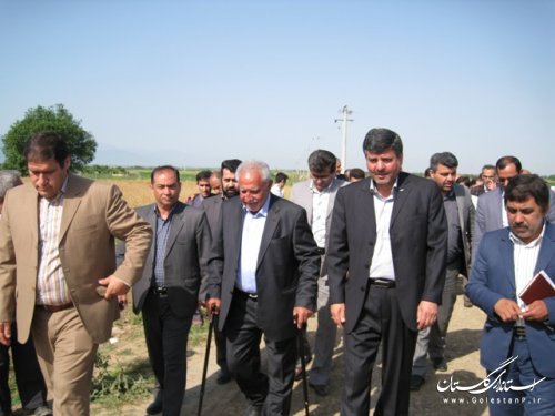 جشن شکرگزاری برداشت کلزا با حضور رییس سازمان جهاد کشاورزی برگزار شد