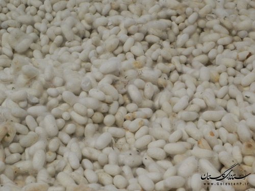 بازدید فرماندار مینودشت از مراکز خرید گندم و ابریشم 