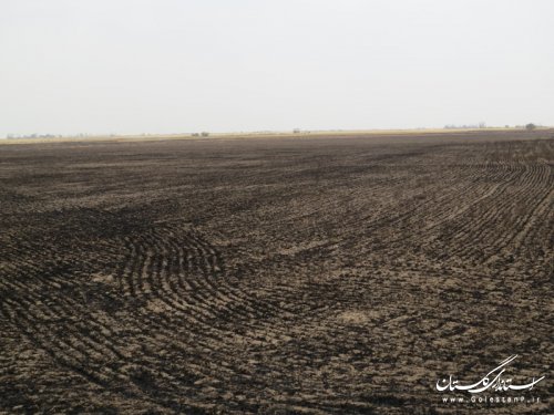 بازدید فرماندار از مزارع غلات دچار طعمه حریق شده  در روستای گری آق قلا 
