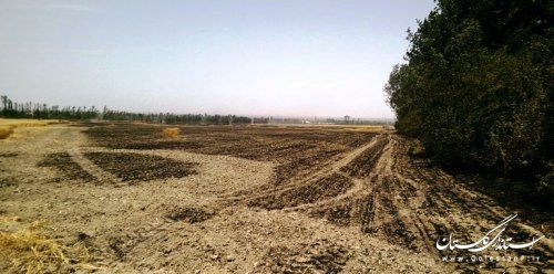 سهل انگاری و خسارت سنگین ناشی از اتش سوزی مزرعه ی گندم  یک کشاورز کردکویی
