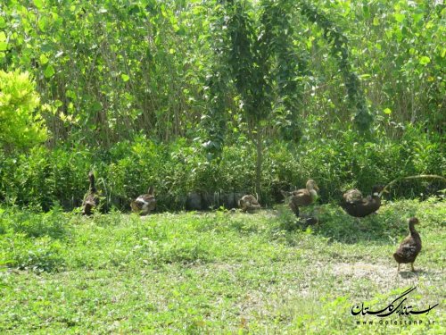 بازدید فرماندار بندرگز از کارگاه های آموزشی مراکز فنی و حرفه ای