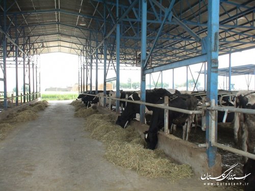 بهره برداری از 66 پروژه جهاد کشاورزی در علی آبادکتول