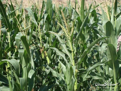 برداشت ذرت علوفه ای در شهرستان کلاله آغاز شد