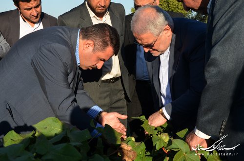 صدای پنبه کاران گلستان را به رییس جمهور می رسانم