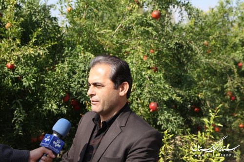 بازدید فرماندار گرگان از باغ انار در اراضی کشاورزی شهرستان