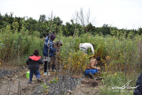 بازدید فرماندار کردکوی از یک مرکز تولید نهال