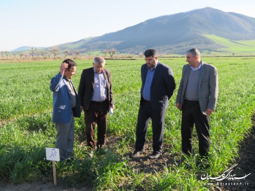 بازدید فرماندار رامیان از طرح مشارکتی مقایسه ارقام گندم (pvs) مدیریت جهاد کشاورزی