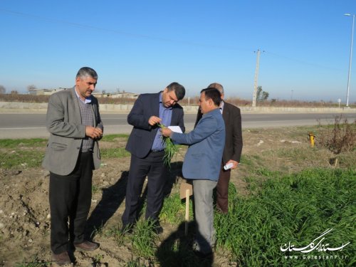 بازدید فرماندار رامیان از طرح مشارکتی مقایسه ارقام گندم (pvs) مدیریت جهاد کشاورزی