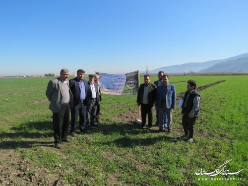اجرای طرح تغذیه با استفاده از کودهای زیستی و روی (بذر مال) در شهرستان رامیان