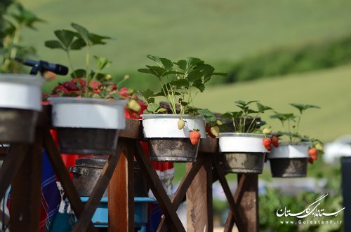 پنجمین جشنواره توت فرنگی در روستای شفیع آباد برگزار شد