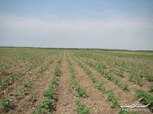 كشت مستقیم پنبه برای نخستین بار در استان گلستان