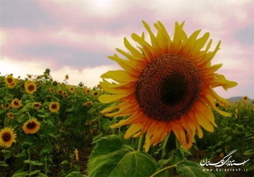 کاشت بیش از 376 هکتار آفتابگردان در شهرستان گالیکش