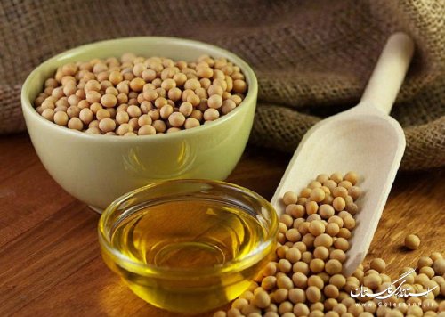 کشت 78 هکتار سویای مادری در مزارع شهرستان گالیکش