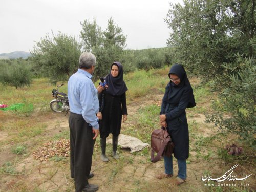 برداشت زیتون از باغات کلاله آغاز شد