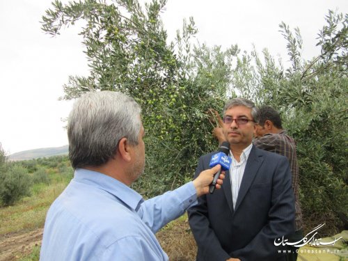 برداشت زیتون از باغات کلاله آغاز شد