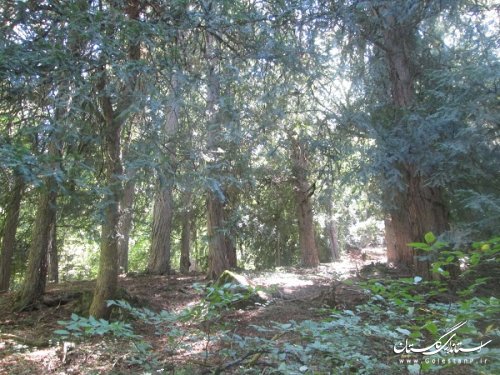 ثبت رویشگاه درختان سرخدار دره پونه آرام شهرستان علی آباد کتول در فهرست میراث طبیعی کشور
