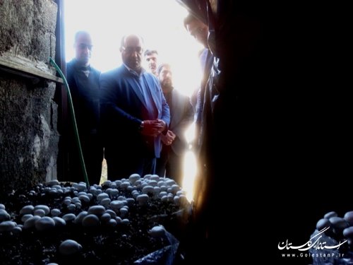 بازدید فرماندارعلی آباد کتول از کارگاه پرورش تولید قارچ