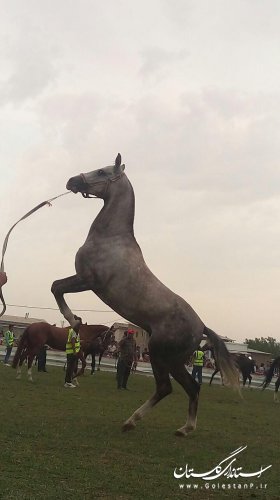 دوازدهمین جشنواره ملی زیبایی اسب اصیل ترکمن در کلاله برگزار شد