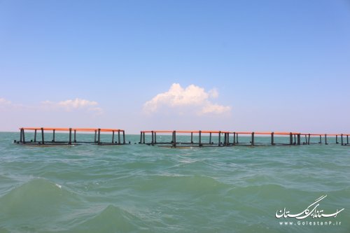 پیگیری اجرای پروژه پرورش ماهی در قفس و پن در آبهای گلستان